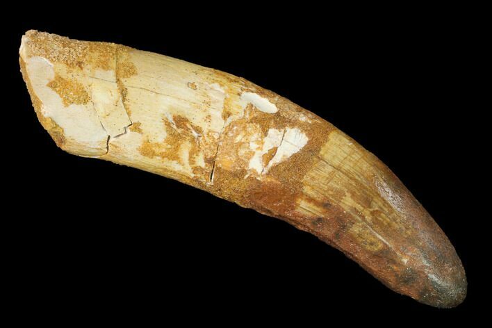 Rooted Fossil Crocodile Tooth - Morocco #141797